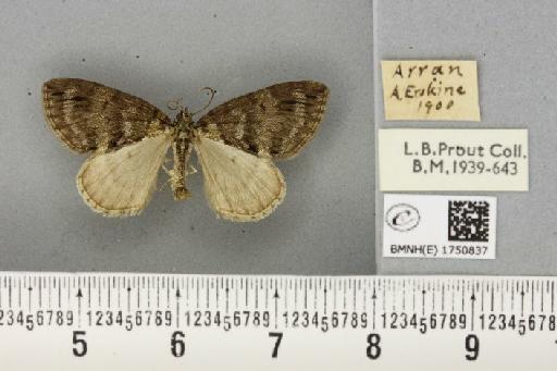 Hydriomena impluviata ab. obsoletaria Schille, 1900 - BMNHE_1750837_329810