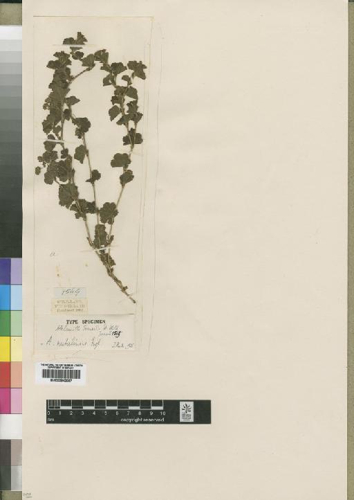Alchemilla natalensis Engl. - BM000842037