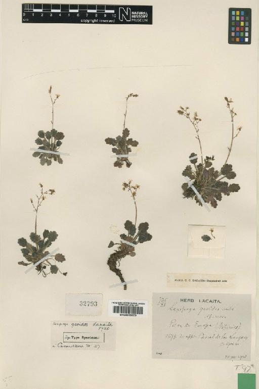 Saxifraga umbrosa L. - BM000750570