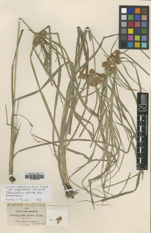 Cyperus pseudovegetus Steud. - BM000938318