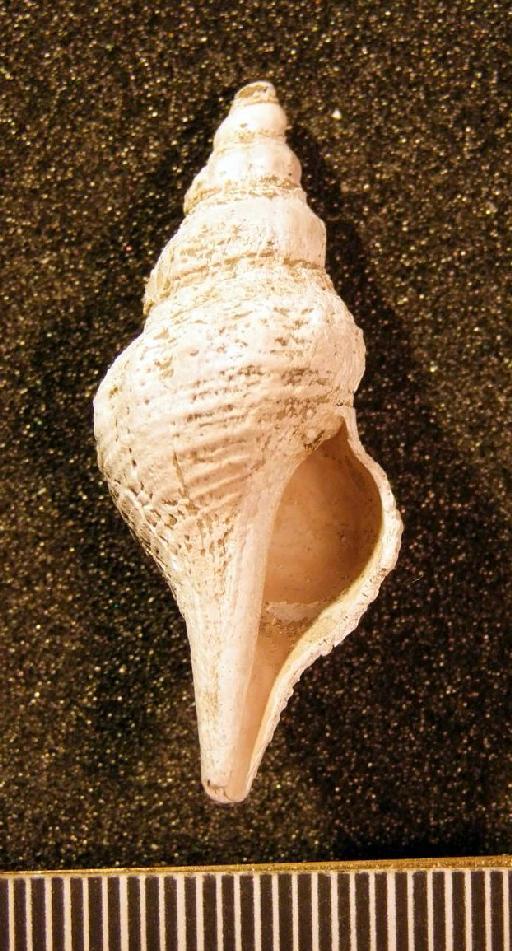 Turricula (Orthosurcula) crassa (Edwards, 1857) - TG 1117. Turricula (Orthosurcula) crassa (specimen 5)