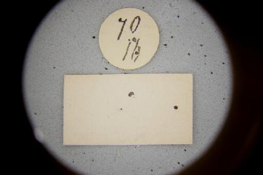 Temnosoma aeruginosum Smith, F., 1879 - Temnosoma_aeruginosum-NHMUK010264954-Syntype-female-labels_1_2-back