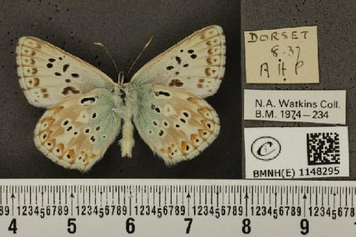 Lysandra coridon ab. costajuncta Tutt, 1909 - BMNHE_1148295_101493