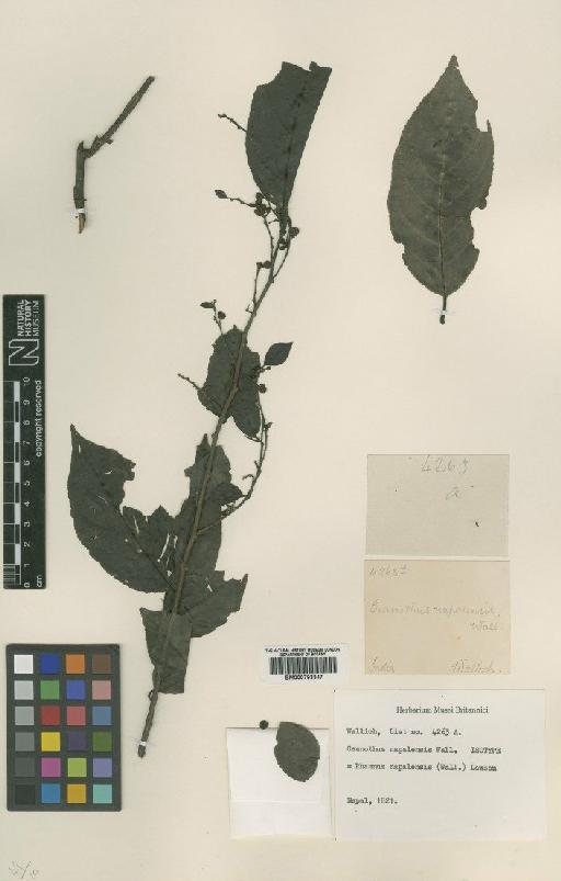 Rhamnus napalensis (Wall.) Lawson - BM000793347