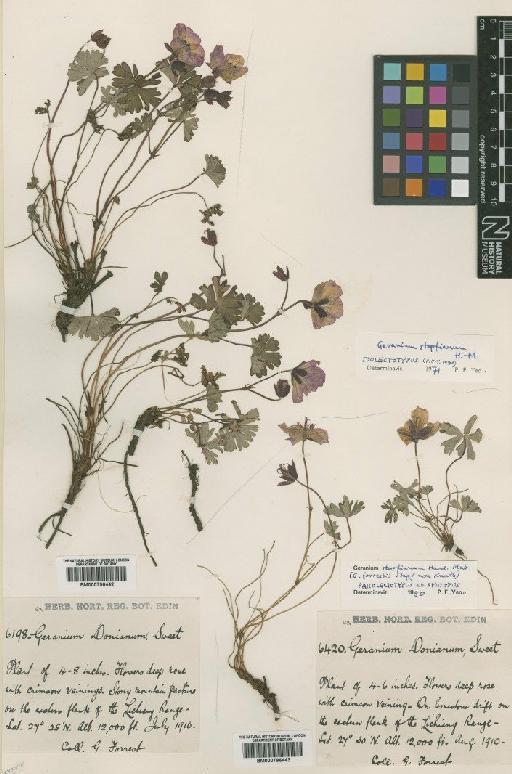 Geranium stapfianum Hand.-Mazz. - BM000796443