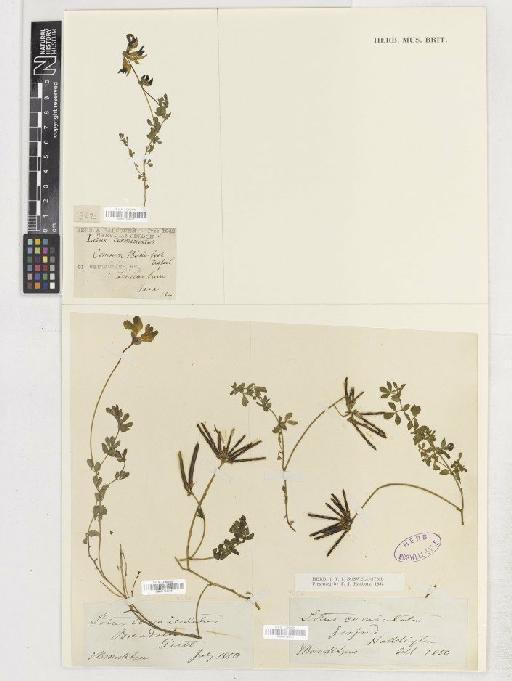 Lotus corniculatus L. - BM001154222