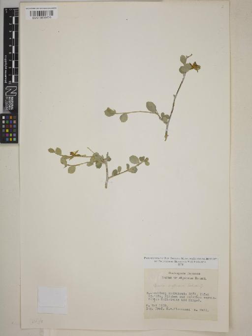Grewia erythraea - BM013838676