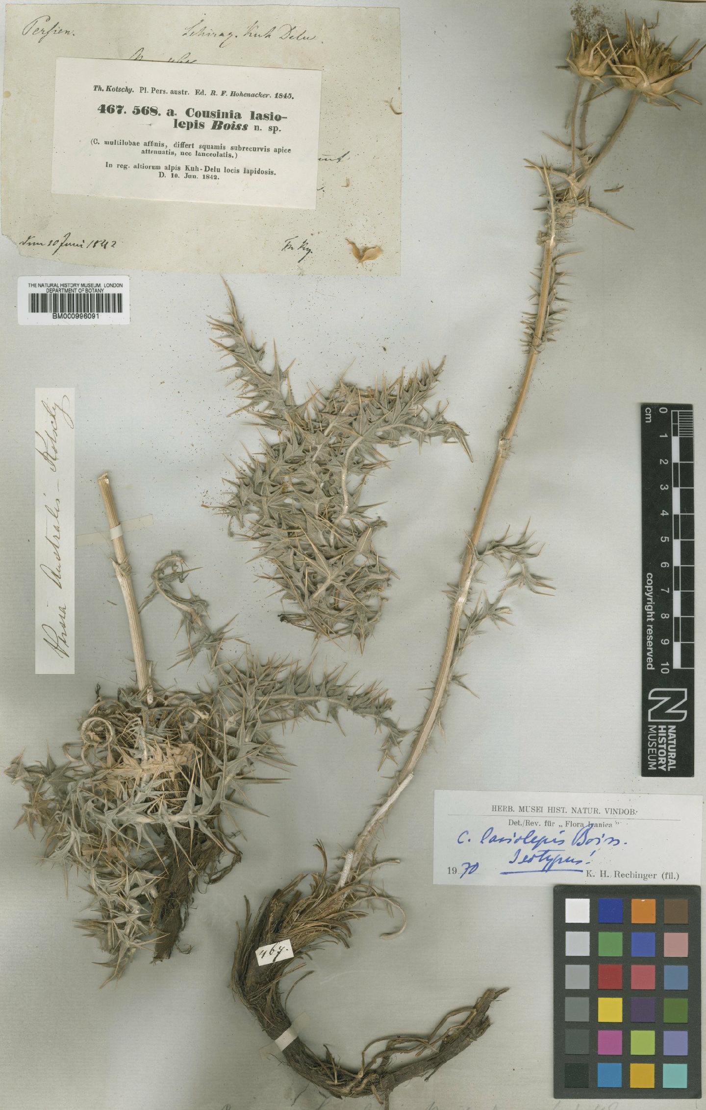 To NHMUK collection (Cousinia lasiolepis Boiss.; Isotype; NHMUK:ecatalogue:475628)