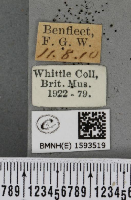 Idaea dimidiata (Hufnagel, 1767) - BMNHE_1593519_label_264672