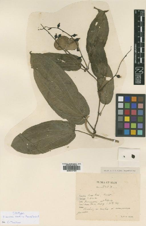 Dioscorea kratica Prain & Burkill - BM000797291