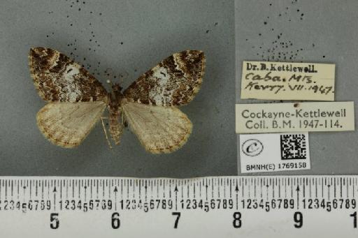 Dysstroma truncata truncata (Hufnagel, 1767) - BMNHE_1769158_349851