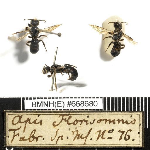 Apis florisomnis Linnaeus, 1758 - Apis_florisomnis-BMNH(E)#668680