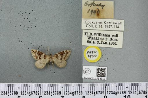 Thera juniperata orcadensis Cockayne, 1950 - BMNHE_1758012_356950