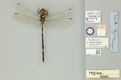 Eusynthemis regina Selys, 1874 - 013322973_dorsal