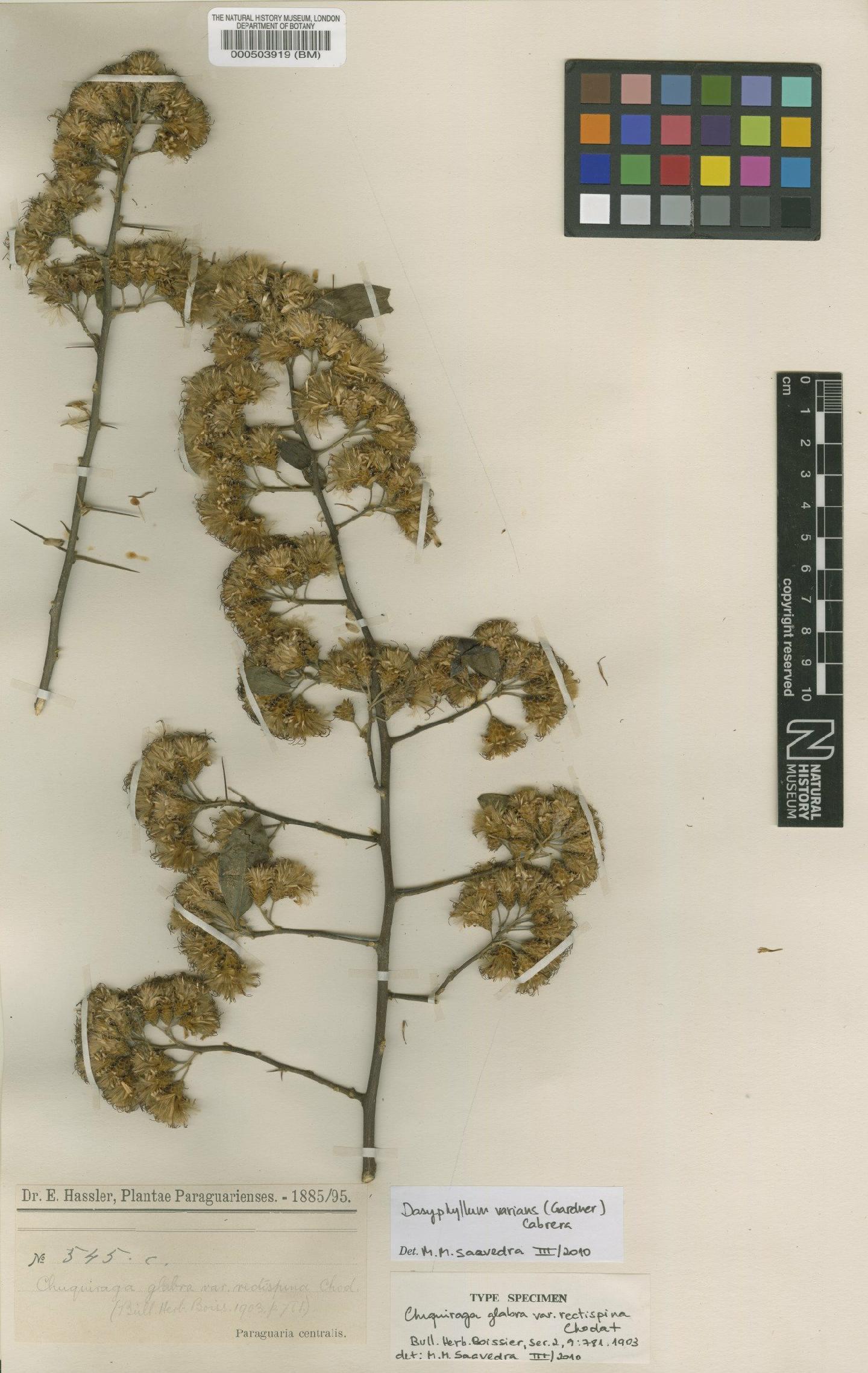 To NHMUK collection (Dasyphyllum varians (Gardner) Cabrera; Type; NHMUK:ecatalogue:4566868)