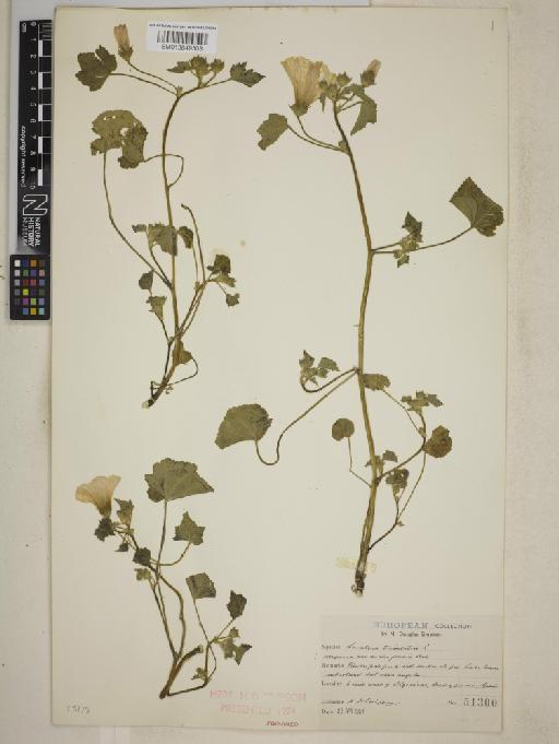 Lavatera trimestris L. - BM013849308