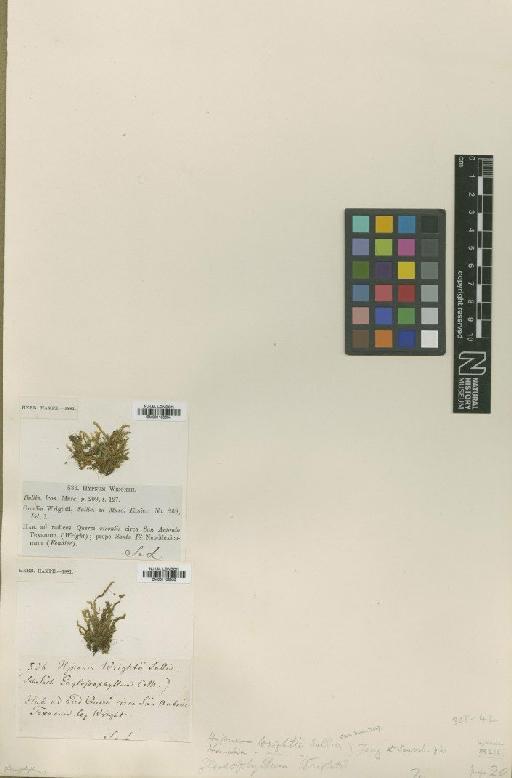Stereophyllum radiculosum (Hook.) Mitt. - BM001108834_a