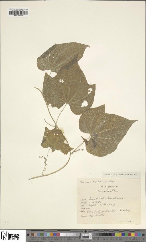 Dioscorea membranacea Pierre ex Prain & Burkill - BM001049728