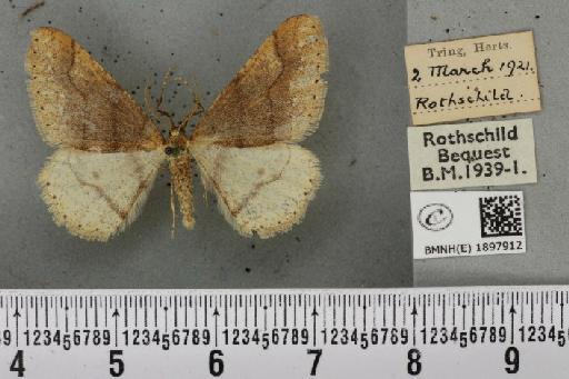 Agriopis marginaria ab. infumata Fuchs, 1899 - BMNHE_1897912_464757