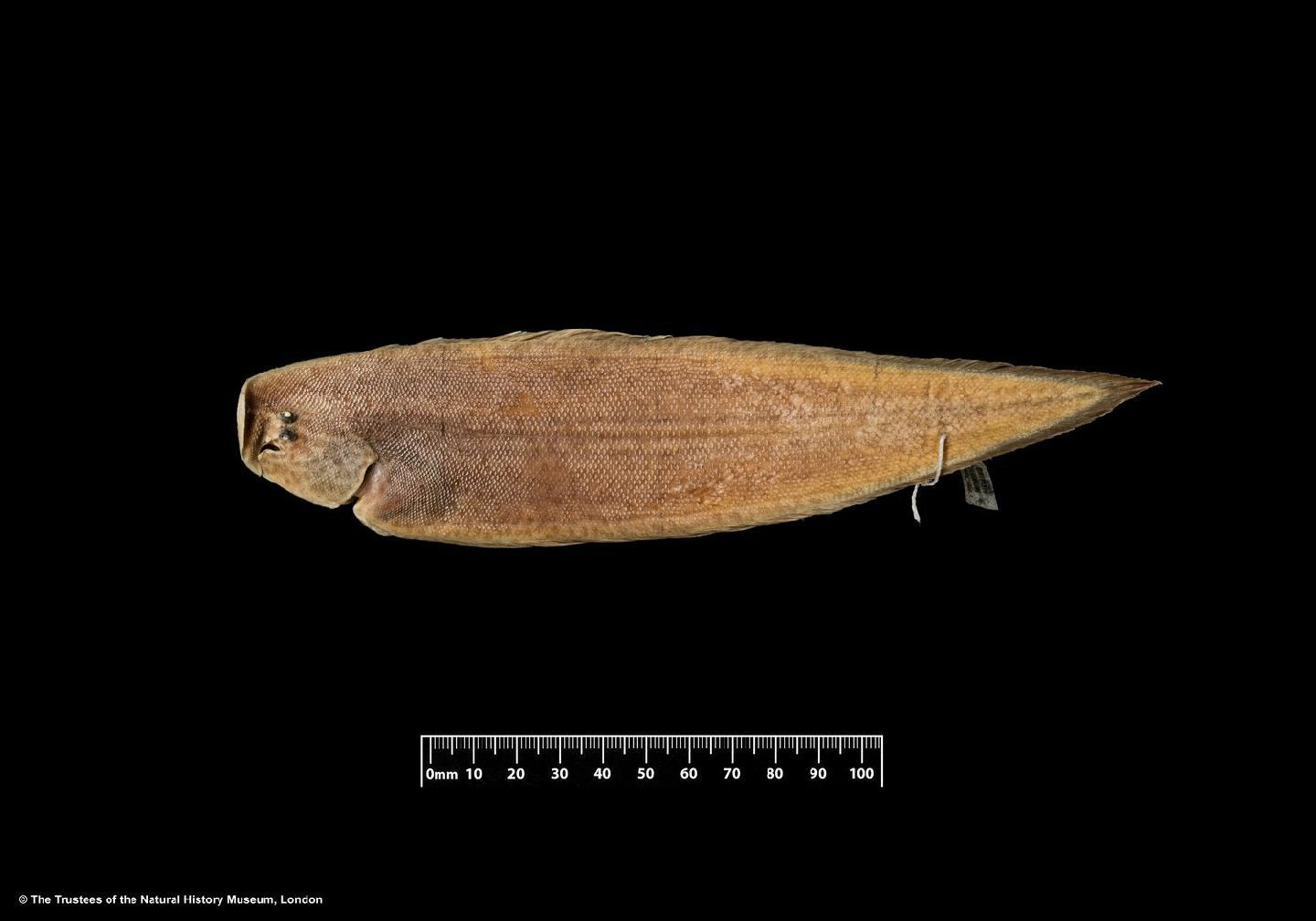 To NHMUK collection (Cynoglossus purpureomaculatus Regan, 1905; HOLOTYPE; NHMUK:ecatalogue:3126986)