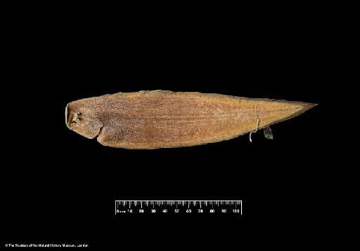 Cynoglossus purpureomaculatus Regan, 1905 - BMNH 1905.6.6.247, HOLOTYPE, Cynoglossus purpureomaculatus, upper