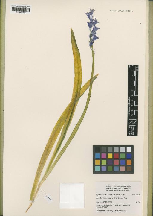 Hyacinthoides non-scripta (L.) Chouard - BM000954788