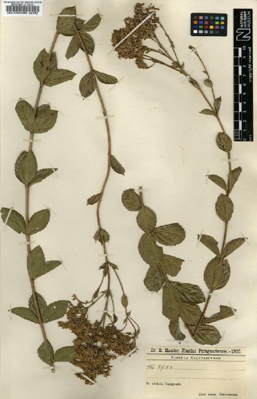 Lippia hassleriana Chodat - BM000098695