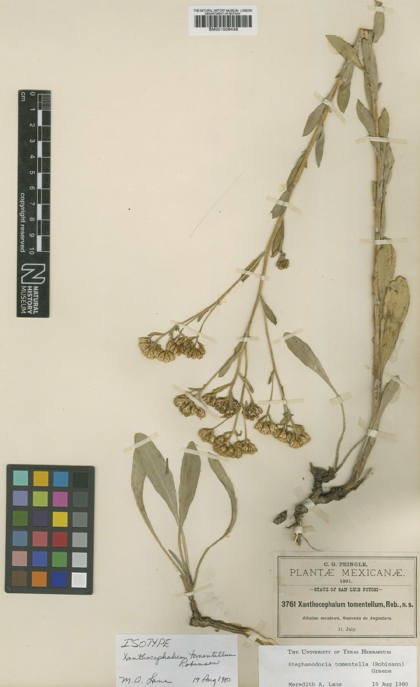 To NHMUK collection (Stephanodoria tomentella (B.L.Rob.) Greene; Isotype; NHMUK:ecatalogue:610042)