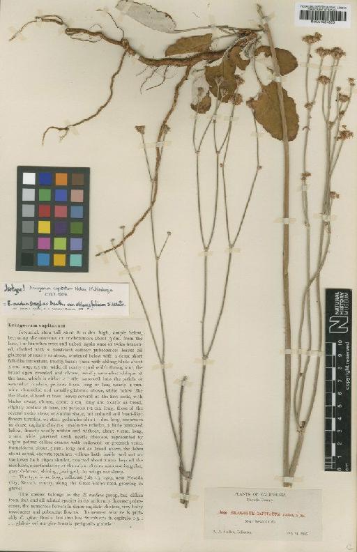 Eriogonum nudum Douglas ex Benth. - BM001024523