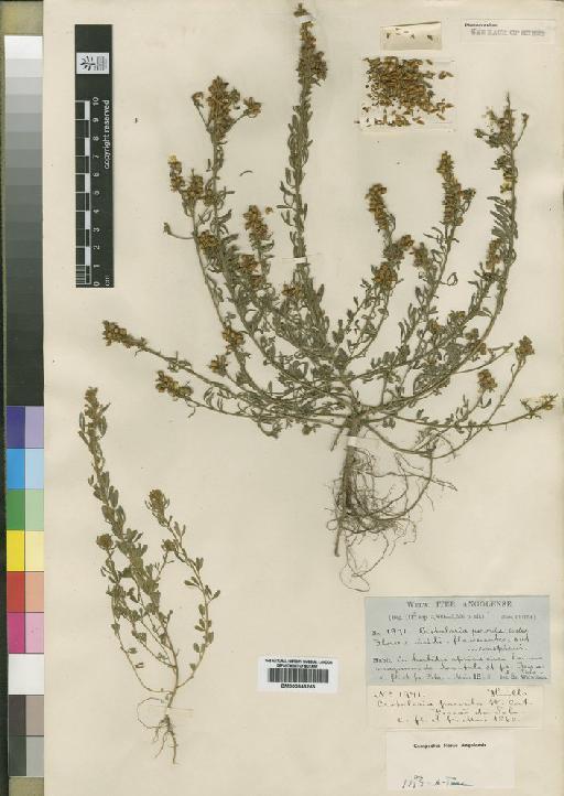 Crotalaria parvula Welw. ex Baker - BM000843263