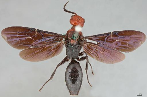 Mangesia atopogamia Turner, R.E., 1915 - 010202095_Mangesia_atopogamia_dorsal_1
