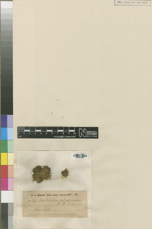 Bartramia capensis (R.Br.) Wijk & Margad. - BM000878382_a