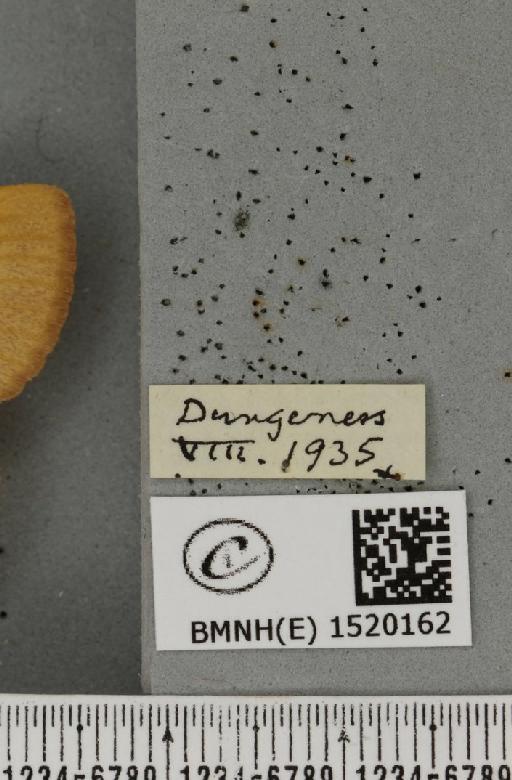 Lasiocampa trifolii flava Chalmers-Hunt, 1962 - BMNHE_1520162_label_192130
