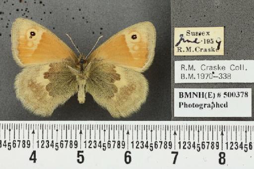 Coenonympha pamphilus (Linnaeus, 1758) - BMNHE_500378_25738