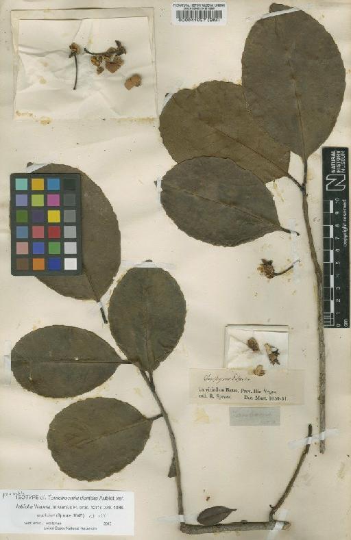 Ternstroemia dentata (Aubl.) Sw. - BM000041937