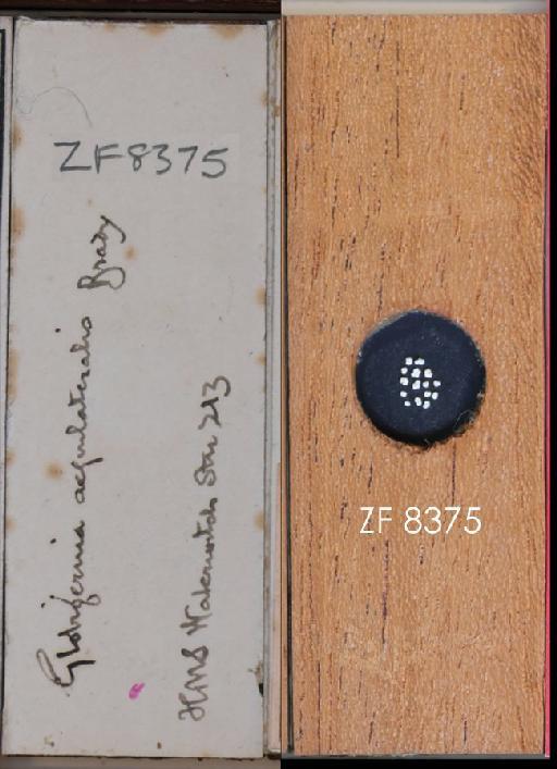 Globigerina aequilateralis Brady, 1879 - ZF 8375.tif