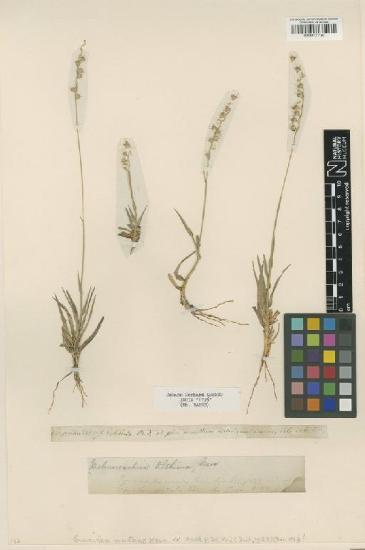 Melanocenchris monoica (Rottler) C.E.C.Fisch. - BM001121189