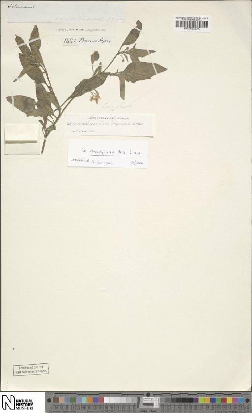 Solanum chenopodioides Lam. - BM000935797