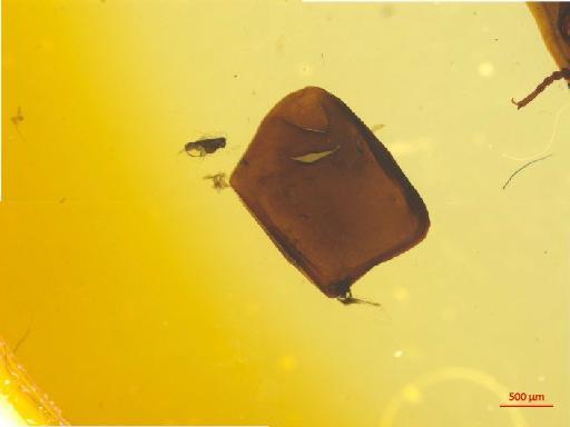 Histeridae Gyllenhal, 1808 - 010189971___4