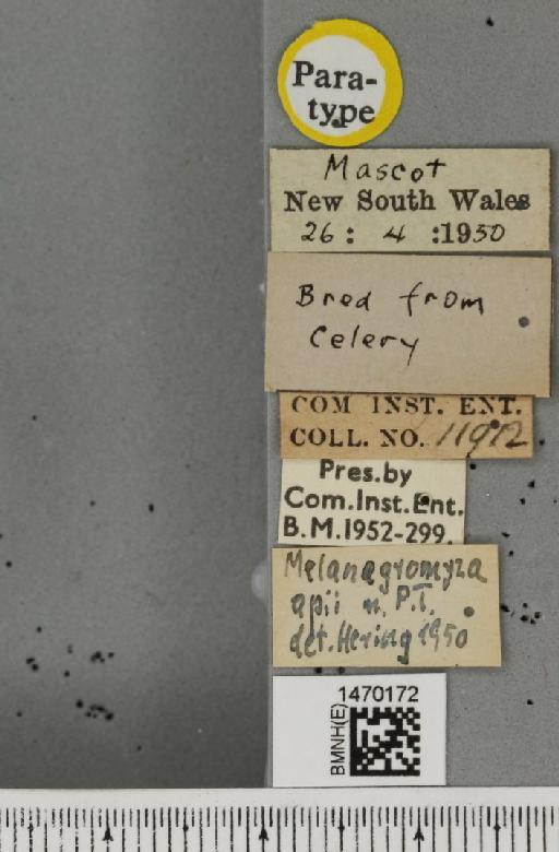 Melanagromyza apii Hering, 1951 - BMNHE_1470172_label_44723