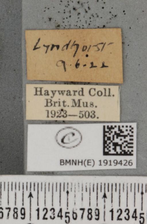 Ematurga atomaria (Linnaeus, 1758) - BMNHE_1919426_label_485754