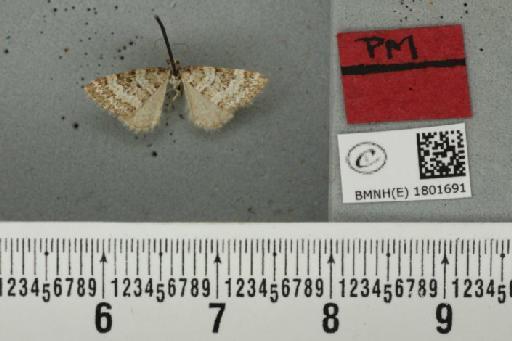 Perizoma minorata ericetata (Stephens, 1831) - BMNHE_1801691_a_371933