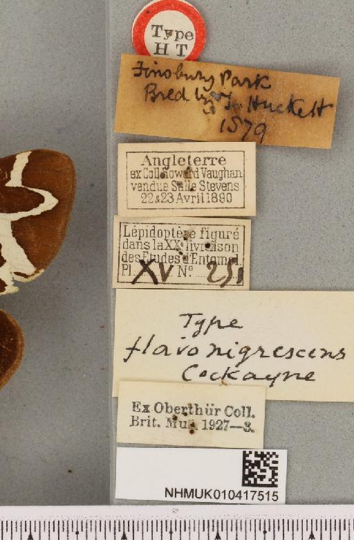 Arctia caja ab. flavonigrescens Cockayne, 1949 - NHMUK_010417515_label_529964