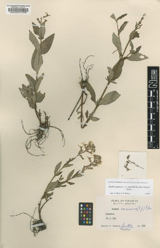 Cuphea sessiliflora A.St.-Hil. - BM000512811