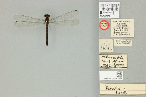 Chlorocypha tenuis Longfield, 1936 - 011247654_dorsal