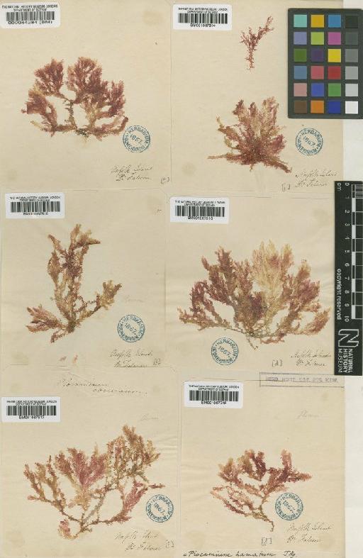 Plocamium hamatum J.Agardh - BM001067517