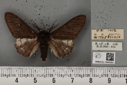 Biston betularia ab. carbonaria Jordan, 1869 - BMNHE_1840081_413075