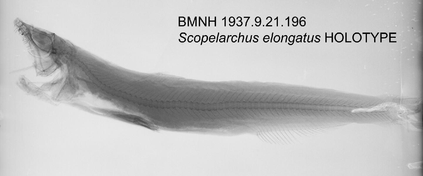 To NHMUK collection (Scopelarchus elongatus Norman, 1937; HOLOTYPE; NHMUK:ecatalogue:2516737)
