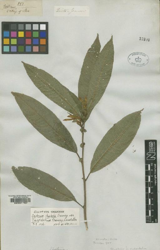 Cestrum peruvianum Roem. & Schult. - BM000617867