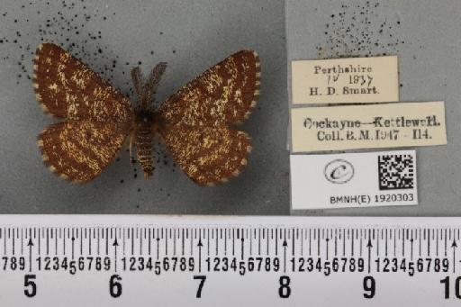 Ematurga atomaria (Linnaeus, 1758) - BMNHE_1920303_486177